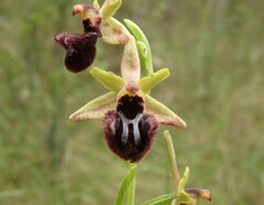 Ophrys sphegodes atrata