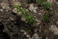 Pultenaea retusa