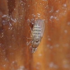 Drosophila busckii