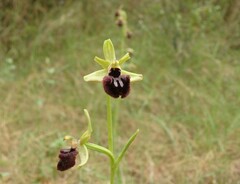 Ophrys sphegodes atrata