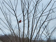 Cardinalis cardinalis