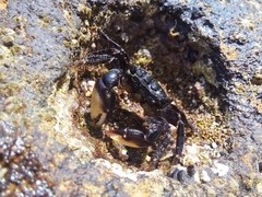 Pachygrapsus socius