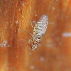 Drosophila busckii