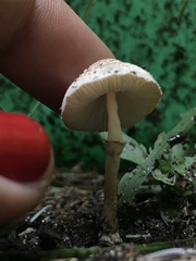 Agaricales