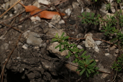 Pultenaea retusa