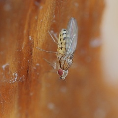 Drosophila busckii