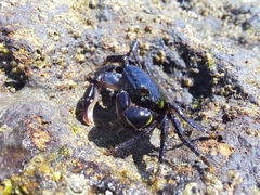 Pachygrapsus socius