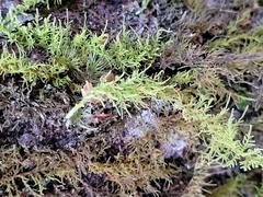 Thuidiopsis