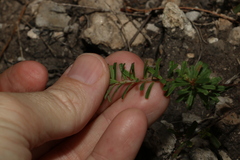 Pultenaea retusa