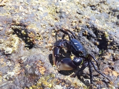 Pachygrapsus socius