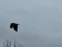 Buteo lineatus lineatus