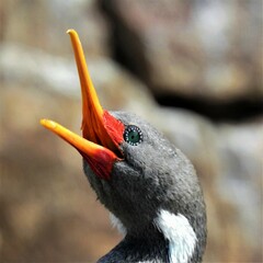 Poikilocarbo gaimardi