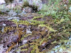 Thuidiopsis