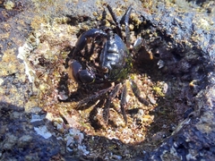 Pachygrapsus socius