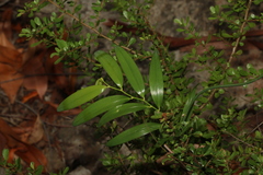 Geitonoplesium cymosum