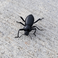 Coelocnemis dilaticollis