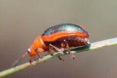 Calomela curtisi