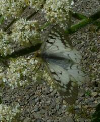 Parnassius clodius