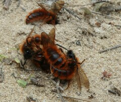 Dasyscolia ciliata