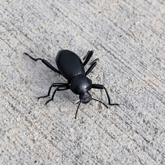 Coelocnemis dilaticollis