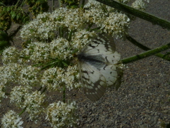 Parnassius clodius