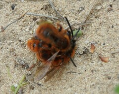 Dasyscolia ciliata