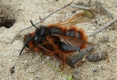 Dasyscolia ciliata