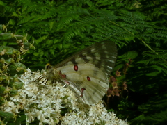 Parnassius clodius