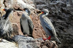 Poikilocarbo gaimardi