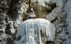 Poikilocarbo gaimardi