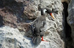 Poikilocarbo gaimardi