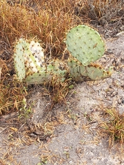 Opuntia alta