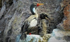 Poikilocarbo gaimardi