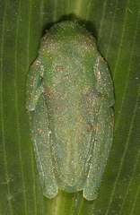 Sachatamia albomaculata