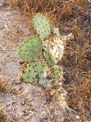 Opuntia alta