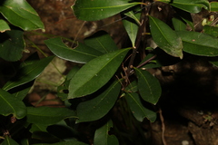 Tristaniopsis laurina