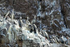 Poikilocarbo gaimardi