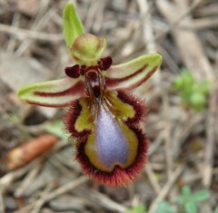 Ophrys speculum
