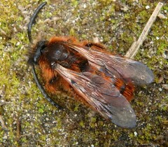 Dasyscolia ciliata