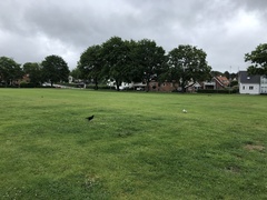 Chroicocephalus ridibundus