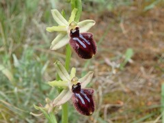 Ophrys sphegodes atrata