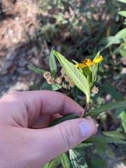 Sclerocarpus divaricatus