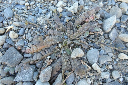 Image of Shore Cress (Lepidium tenuicaule) by (c) Aalbert Rebergen, some rights reserved (CC BY)