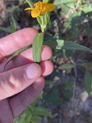 Sclerocarpus divaricatus