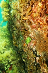 Dictyosphaeria sericea