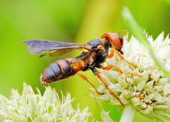 Cerceris bicornuta