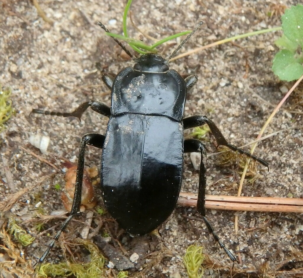 Glabrasida