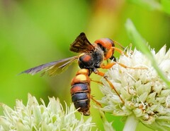Cerceris bicornuta
