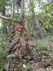Epidendrum radioferens