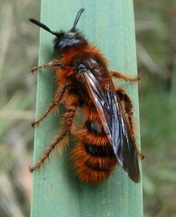 Dasyscolia ciliata